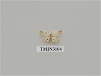 藏品(螟蛾168)的圖片